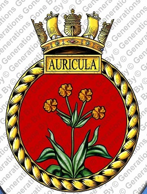 File:HMS Auricula, Royal Navy.jpg